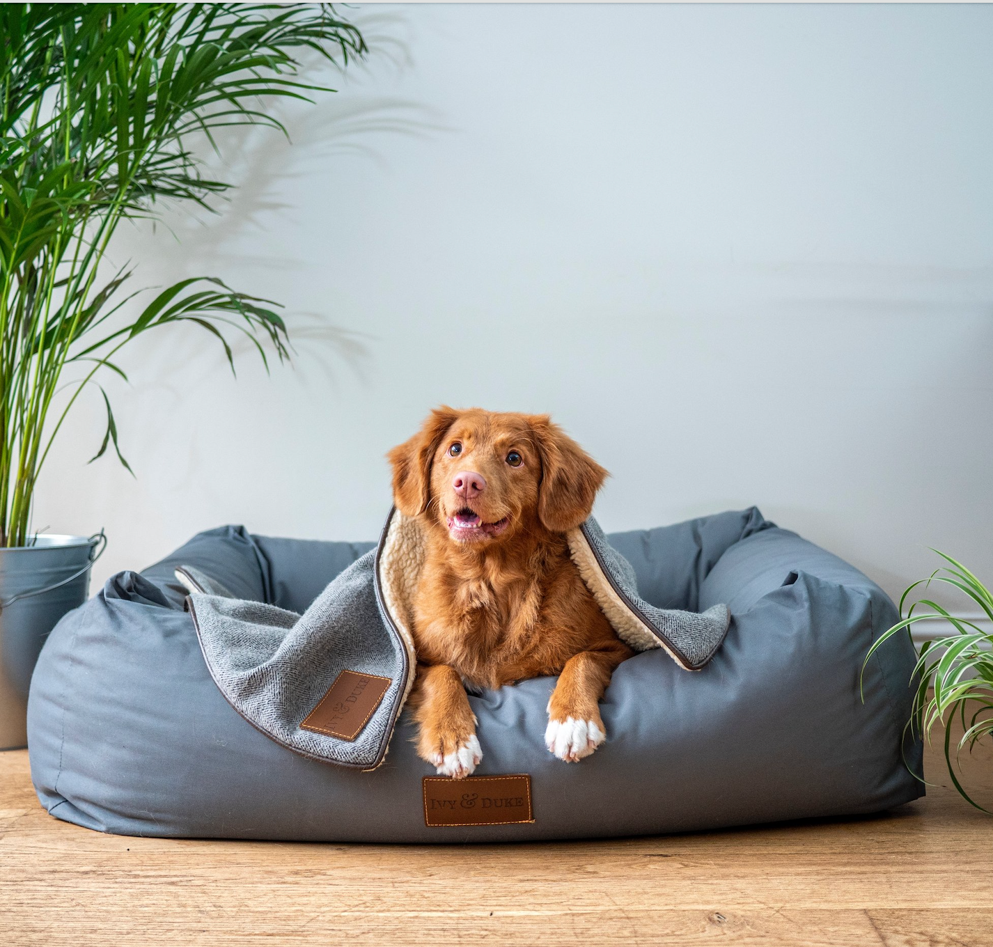 Our Favorite Dog Beds